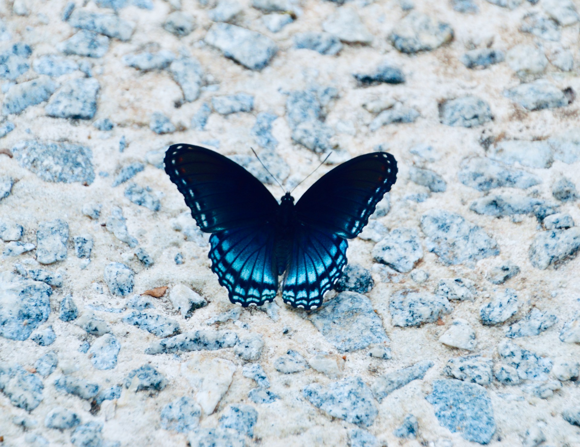 andra c taylor jr IC8zpKz6qF0 unsplash - My butterfly was trapped inside of me